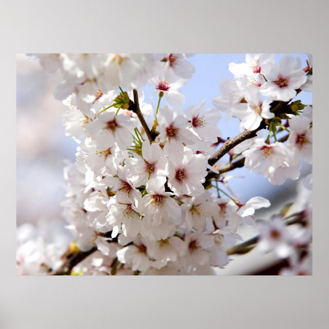 Vita träd-blommarna under våren poster (Framsidan)