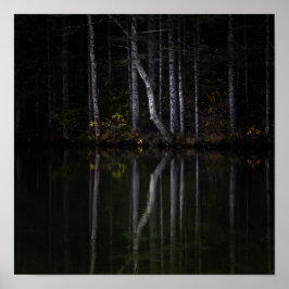 Vita träd som reflekterar i sjö poster