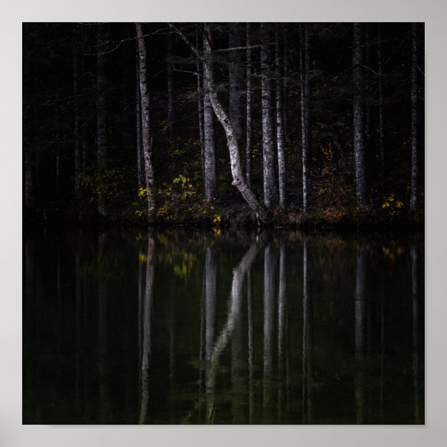 Vita träd som reflekterar i sjö poster (Framsidan)