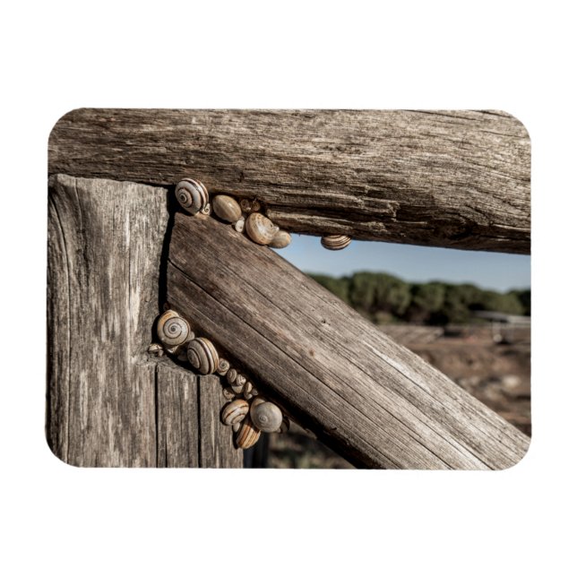 Vita trädgårdssnäckor (Theba pisana) i estivation Magnet (Horisontell)