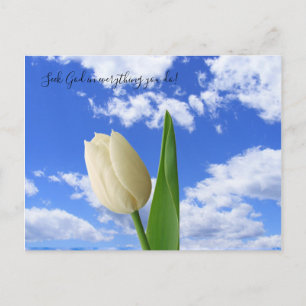 Vita Tulip Blå himmel Vykort