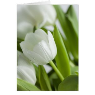 Vita tuliper hälsningskort