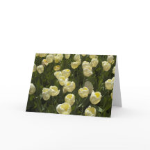 Vita tuliper i bostonträdgårdens hälsningskort