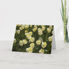 Vita tuliper i bostonträdgårdens hälsningskort kort