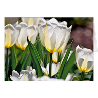 Vita tuliper med Gult Fjädrar OBS Kort