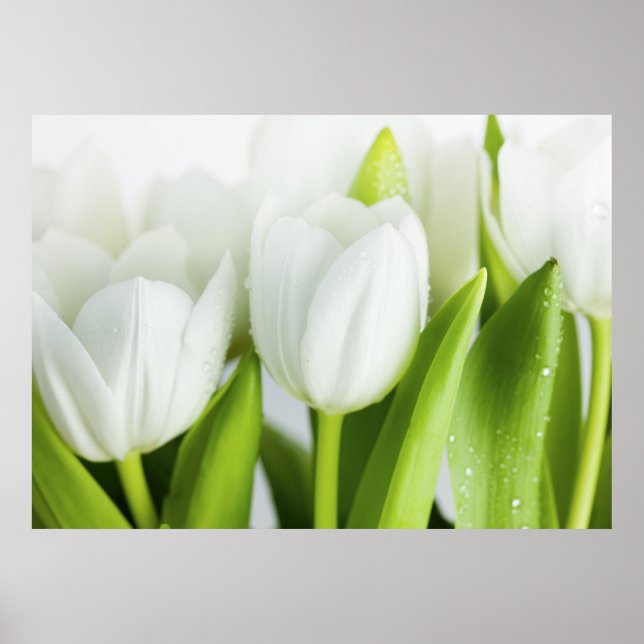 Vita tuliper poster (Framsidan)