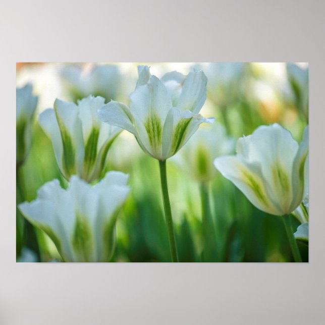 Vita tuliper poster (Framsidan)
