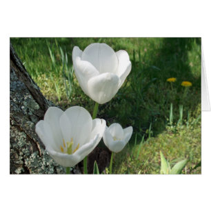 Vita tulips Flower Trio Hälsningskort