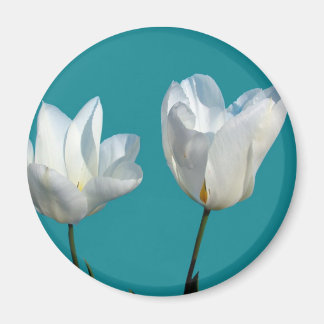 vita tulpanblommor på akvablå bakgrund magnet