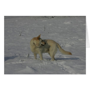 Vita tyska shepherd i Snö Hälsningskort