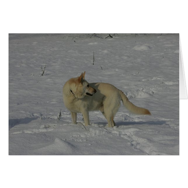 Vita tyska shepherd i Snö Hälsningskort (Framsidan Horizontal)