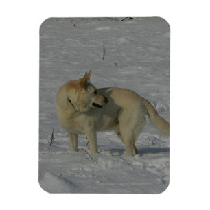 Vita tyska shepherd i Snö Magnet
