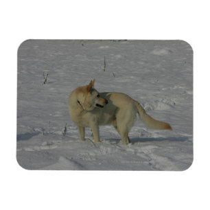 Vita tyska shepherd i Snö Magnet