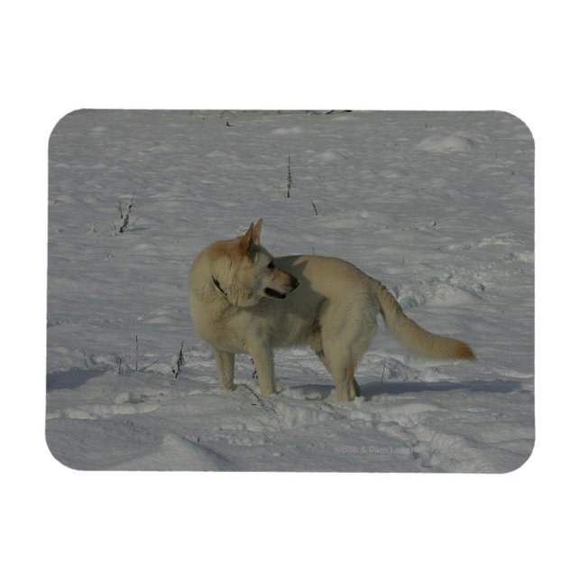 Vita tyska shepherd i Snö Magnet (Horisontell)