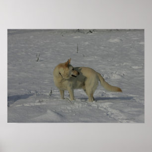 Vita tyska shepherd i Snö Poster