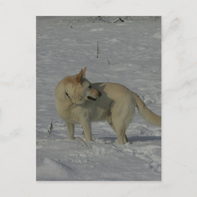 Vita tyska shepherd i Snö Vykort (Framsida)