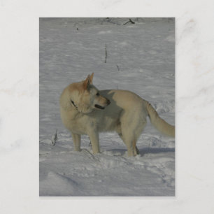 Vita tyska shepherd i Snö Vykort