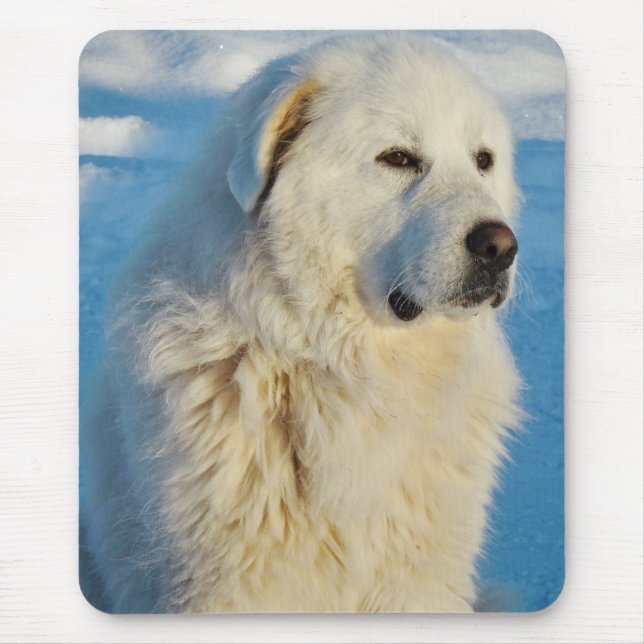Vita Underbara Hund Pyrenées Livestock Guardian Musmatta (Framsidan)