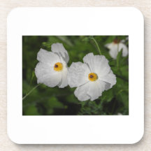 Vita vallmos botaniska blomma
