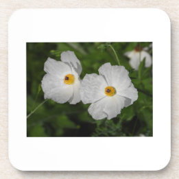 Vita vallmos botaniska blomma underlägg
