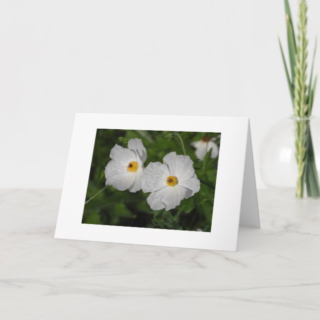 Vita vallmos botaniska blommor tom kort (Framsida)