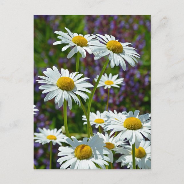 Vita vår-daisy i blomning vykort (Framsida)