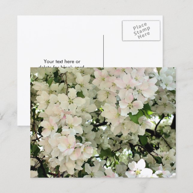 Vita vårblommor Fotografering av blommor Vykort (Fram/baksida)