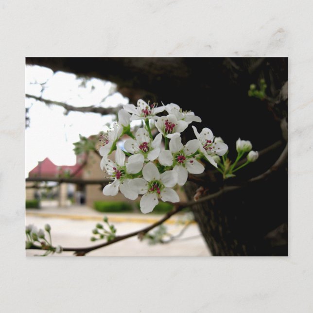 Vita vårblommor makrofotografering vykort (Framsida)