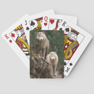 Vita Vargars Rike Casinokort