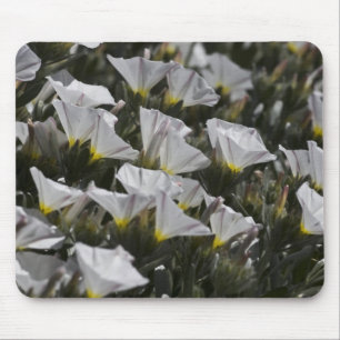 vita vilda blommor musmatta