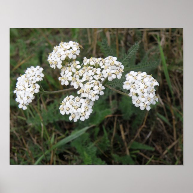 Vita vildblommor tryck (Framsidan)