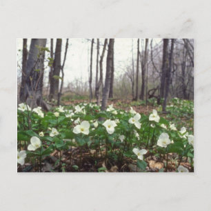 vita vita trillium-blommor vykort