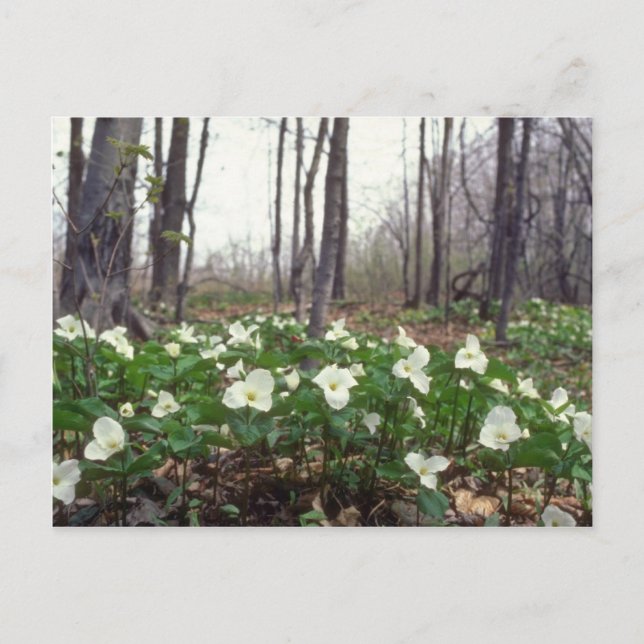 vita vita trillium-blommor vykort (Framsida)
