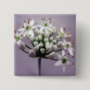 Vita vitlöksblommor på purpur knapp
