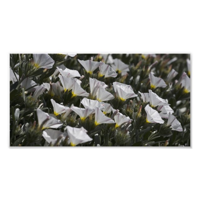 Vita Wildblommor överallt Fototryck (Framsidan)