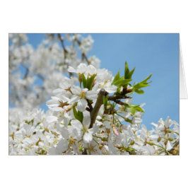 Vita Wisteria-Blommar Hälsningskort