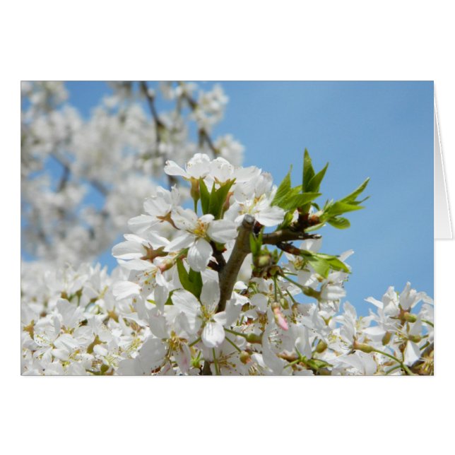 Vita Wisteria-Blommar Hälsningskort (Framsidan Horizontal)