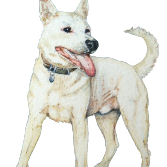 Vitamerikansk bulldog pang hund t shirt (Skapare uppladdad)