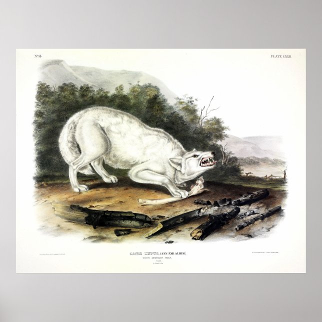 Vitamerikansk Varg, Canis lupus arctos av Audubon Poster (Framsidan)