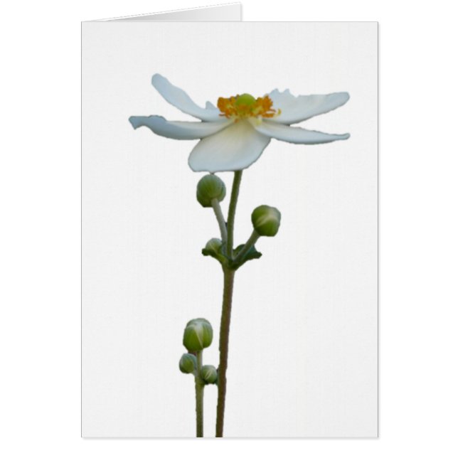 Vitanemon 1 hälsningskort (Framsidan)