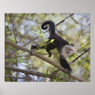 Vitansiktscapuchin, Guanacaste, Costa Rica Poster