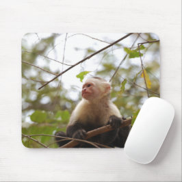 Vitansiktsfoto med capuchin, ennyckelfotografi av  musmatta