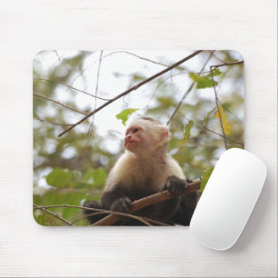 Vitansiktsfoto med capuchin, ennyckelfotografi av musmatta