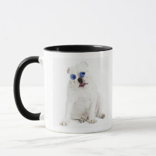 vitbakgrund, vitbulldogg, tonad blått mugg