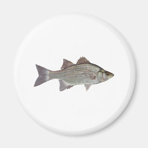 Vitbaslogotyp Magnet