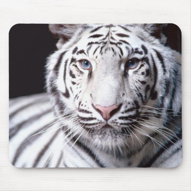 VitBengal tiger Mousepad Musmatta (Framsidan)