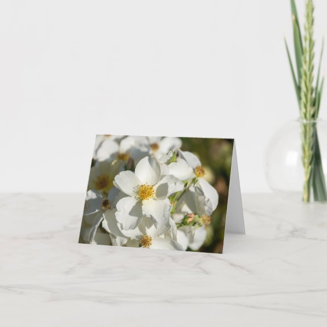 Vitblom Anteckningskort (Framsida)