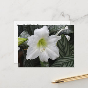 Vitblomma Daylily Vykort