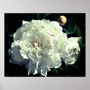 Vitblomma i stadier av blomman poster