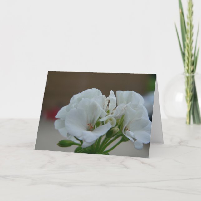 Vitblomma Kort (Framsida)